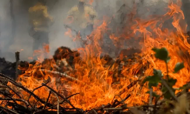 Equipes especializadas tentam salvar animais das chamas no Pantanal