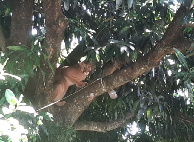 Onça-parda sobe em árvore e assusta moradores no quintal de uma casa no PR