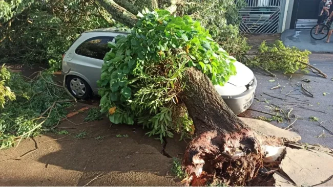 Árvore cai em cima de carro no Jardim Coopagro em Toledo
