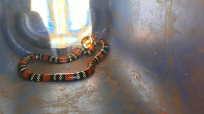 Cobra-coral é capturada dentro de sala de aula em Cascavel