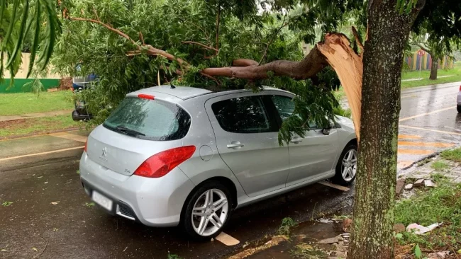 Árvore danifica carro no bairro Coqueiral em Cascavel