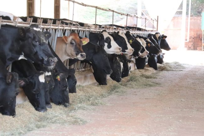 Preço do leite reage, mas produtores continuam em alerta
