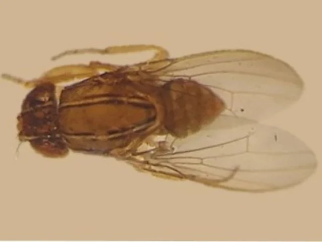 Pesquisadores identificam nova praga que ameaça fruticultura