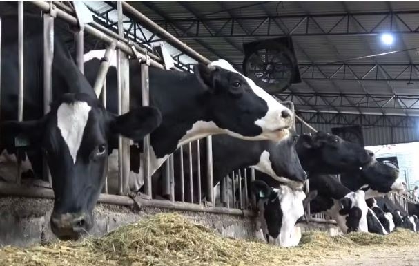 Produtor de leite no Paraná vende rebanho premiado diante da crise no setor