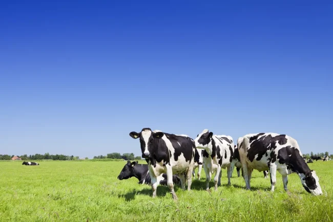 Após pedido da FAEP, Paraná aumenta tributo de produtos lácteos importados