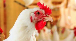 Avicultura paranaense bate seu próprio recorde e completa uma década como o maior exportador de carne de frango
