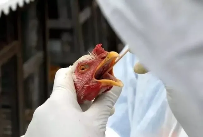 Gripe aviária: granja do Texas prepara abate de 2 milhões de aves