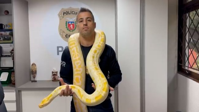 Cobra píton de 5 metros é resgatada e mulher presa no PR