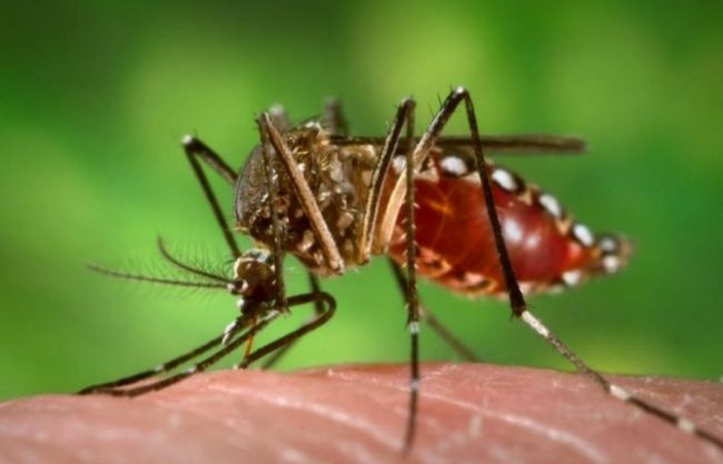 Saúde divulga boletim que confirma 5.918 casos e 28 óbitos causados pela dengue