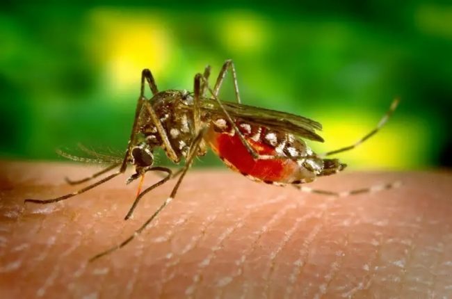 Boletim semanal epidemiológico da dengue é divulgado pela Saúde em Toledo