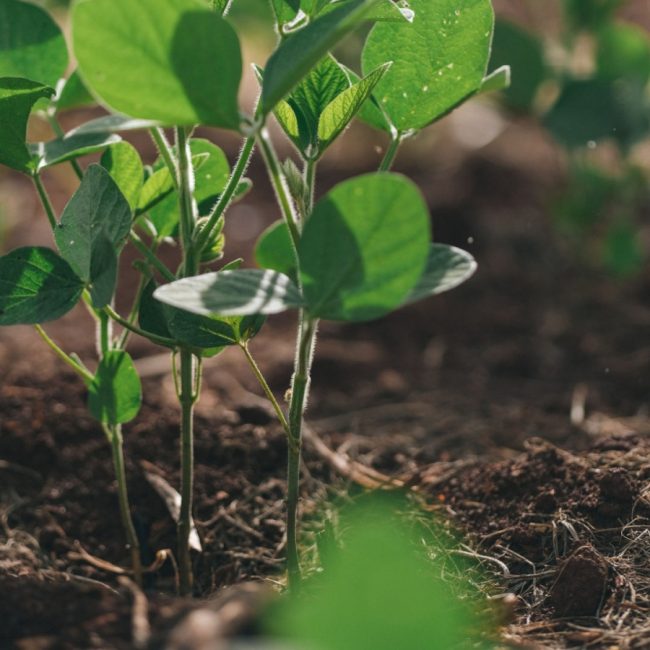 Agricultura Inteligente Copagril: revolucionando a agricultura