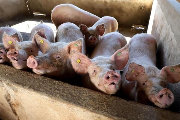 Carne suína do Paraná chega a 70 países