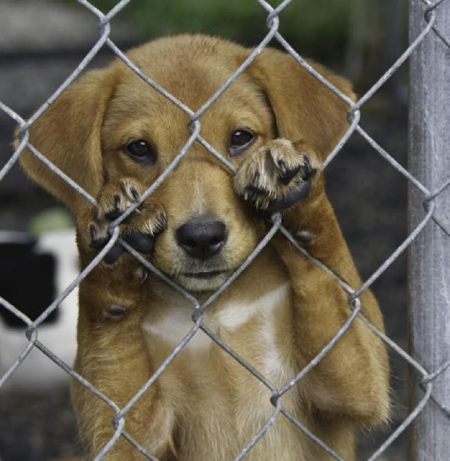 Quatropontense denuncia maus-tratos a animais e a morte de dois pets de sua família por envenenamento