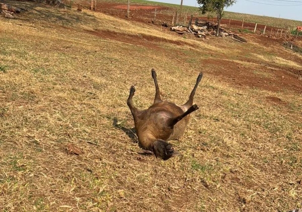 Onça ataca rebanho e mata sete ovelhas no interior de Maripá