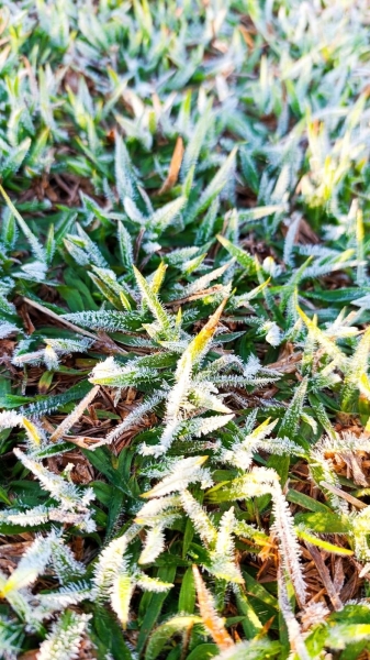 Nova Santa Rosa registra geada e 12 cidades do Paraná têm dia mais frio do ano, segundo o Simepar