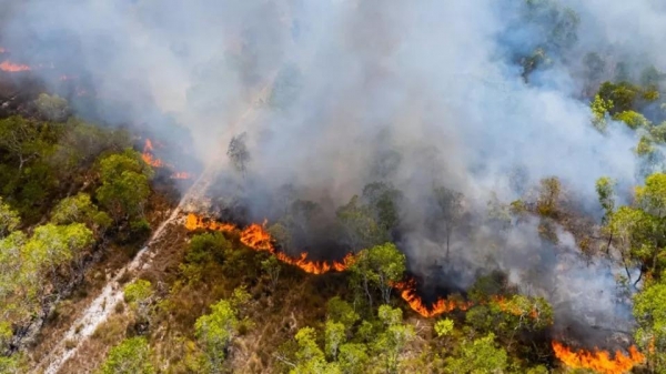 Paraná está perto de bater recorde histórico de incêndios florestais