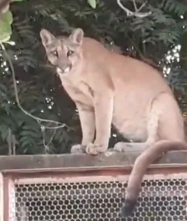 Fugindo das queimadas onça vai parar em cima de portão de casa