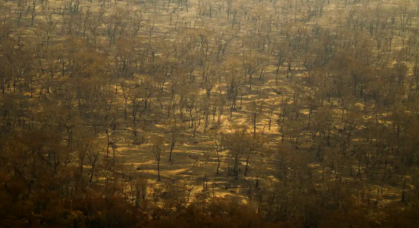 Incêndios e seca na Amazônia e no Pantanal batem marcas históricas