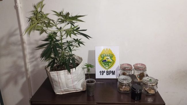 Polícia encontra estufa com maconha em residência de Toledo