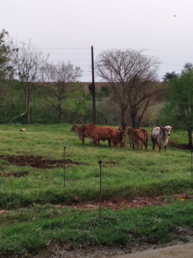 Gado encontrado em propriedade no interior de Quatro Pontes aguarda identificação do dono