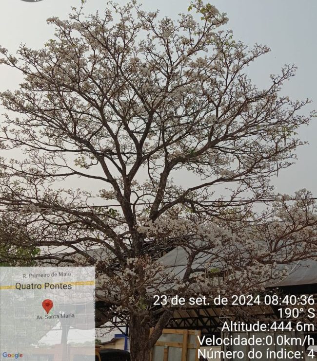 Dia da Árvore: Ipê branco na Praça Cristo Rei encanta e inspira preservação em Quatro Pontes