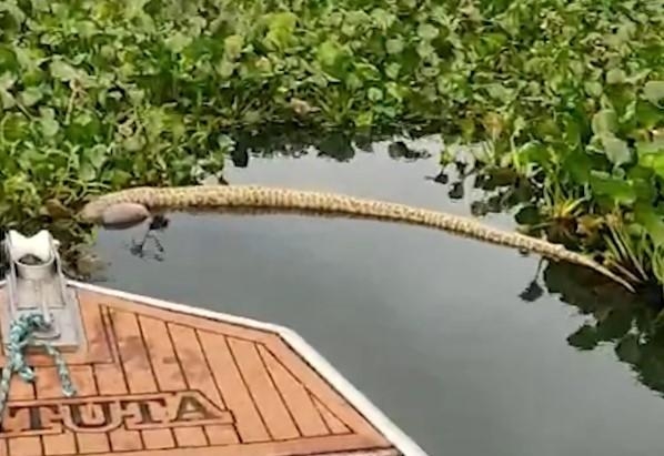 Sucuri de 2,5 metros é encontrada morta no Lago de Itaipu 