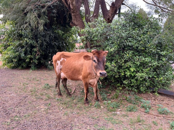 Vaca é flagrada andando pela cidade de Nova Santa Rosa. Ajude a encontrar o dono!