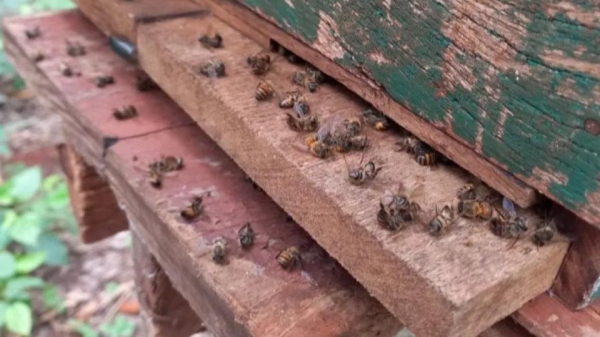 Apicultores e autoridades investigam a morte de abelhas em Pato Bragado e Entre Rios do Oeste