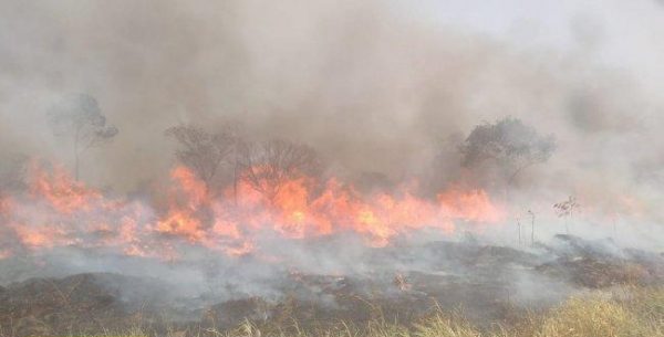 Fogo atinge cerca de 80% da vegetação em área de Diamante do Oeste; incêndio continua após quatro dias