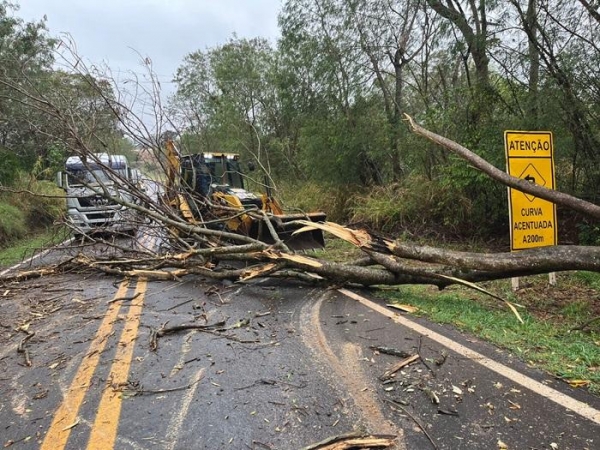 Árvore cai e interdita rodovia PR 491 em Nova Santa Rosa, veja o vídeo