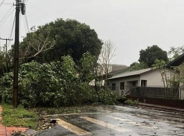 Vendaval provoca queda de árvores e destelhamento de residência em Palotina