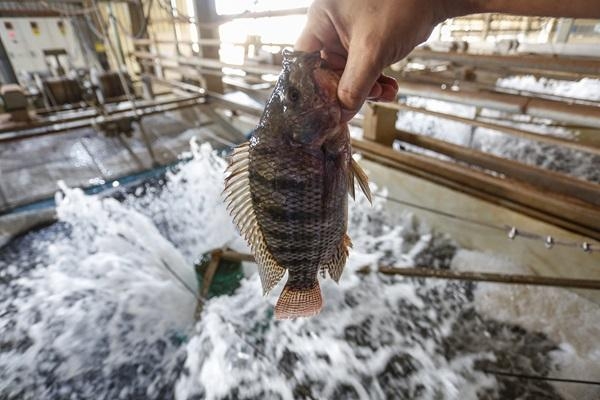 Paraná tem dez cidades entre as campeãs nacionais da pecuária e aquicultura