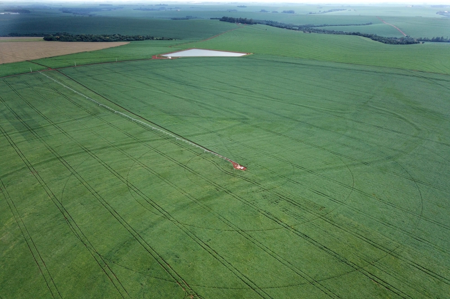 Plantio de soja avança no Paraná e já cobre 1,3 milhão de hectares, 22% da área prevista