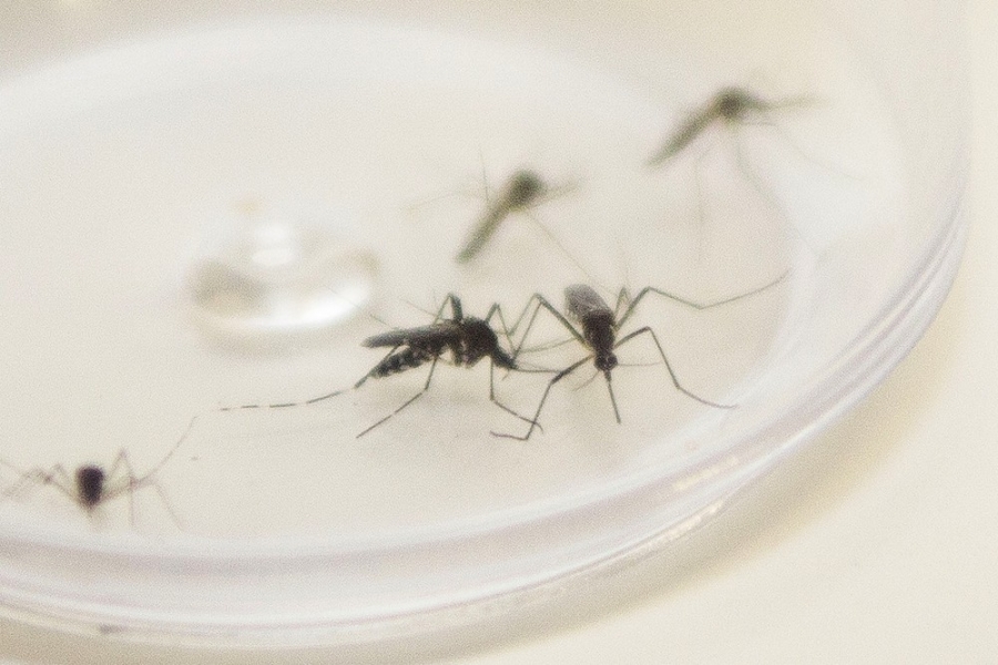 Saúde confirma primeiro óbito por dengue no Paraná neste período epidemiológico