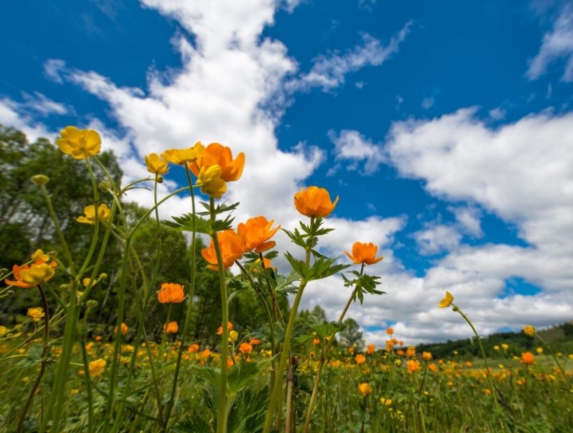 Primavera: o período de floração e os cuidados com a saúde