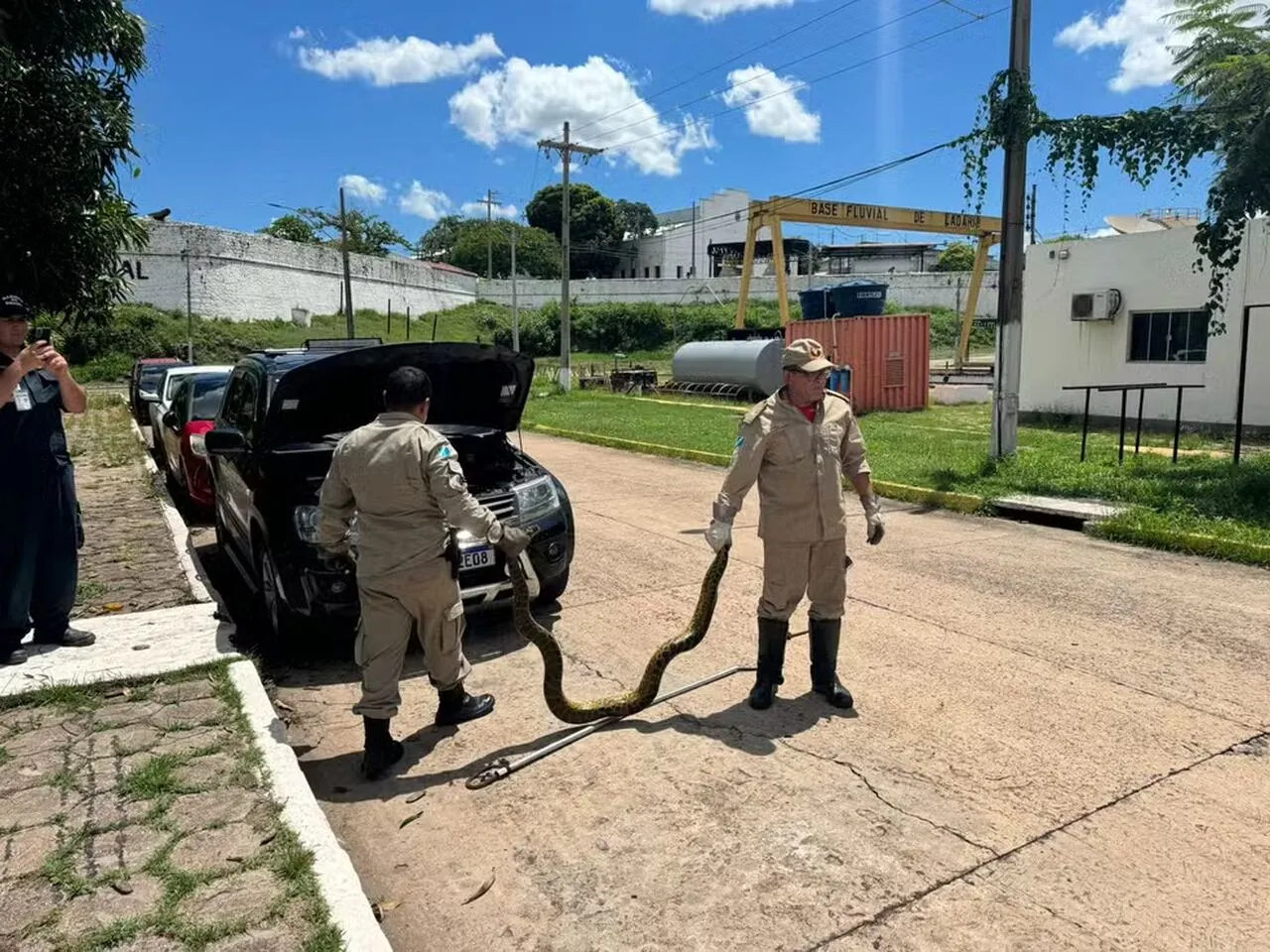 Motorista encontra “baita” sucuri no motor do carro