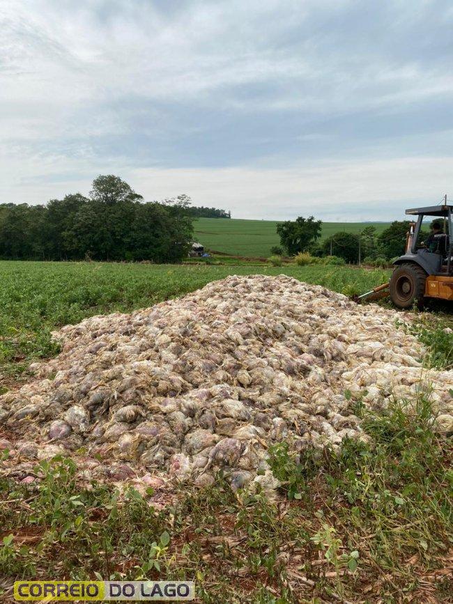 Mais de 40 mil frangos morrem por falta de energia após falha em gerador no interior de Santa Helena, veja o vídeo