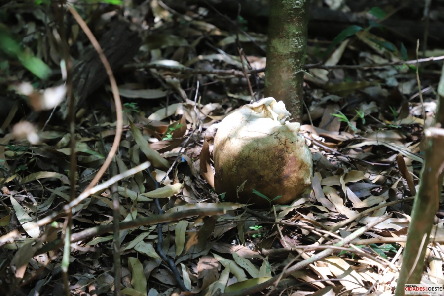 Ossada humana é encontrada por populares na mata ciliar em Itaipulândia