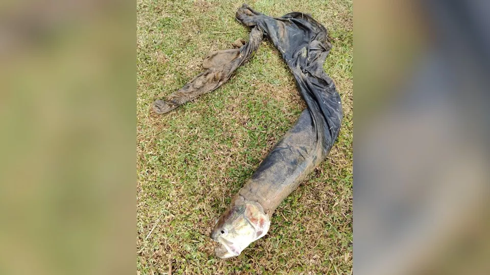 História de pescador? Peixe é confundido com corpo boiando em lago do Paraná