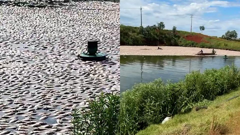 150 mil tilápias morrem após falha elétrica em tanque em Nova Aurora