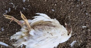 2025-12-29-09-51-24-img