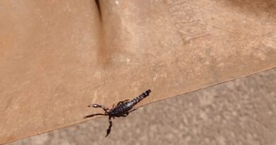 ED81434E-A950-43C6-AE81-F73D727813CE