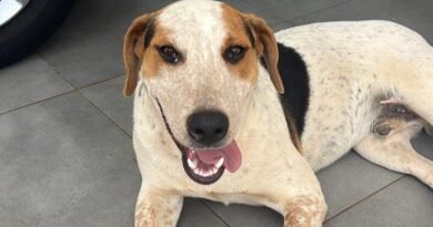 Cão é resgatado em estado grave após ser atingido por disparo de arma de fogo em Toledo 6978f4f0cc8ab