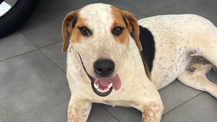 Moradores pedem justiça por cão comunitário morto a tiros em Toledo