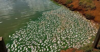 Produtor da região perde metade da produção de tilápias por falha no fornecimento de energia elétrica da Copel 2026-02-10-16-11-06-4f1f5e22f346d54c423f20a0d61eb196