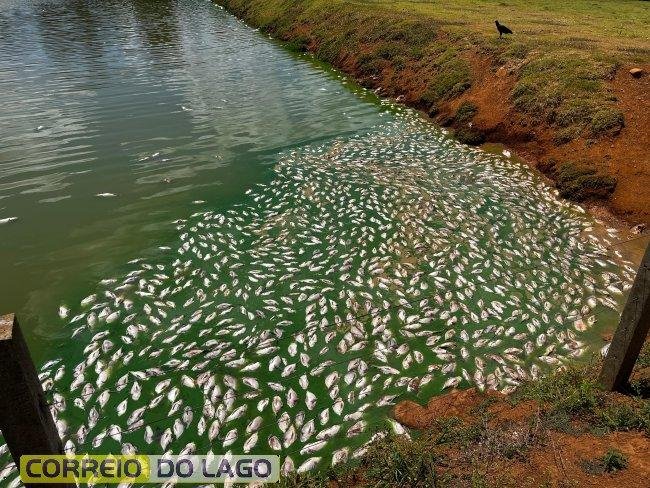 Produtor da região perde metade da produção de tilápias por falha no fornecimento de energia elétrica da Copel