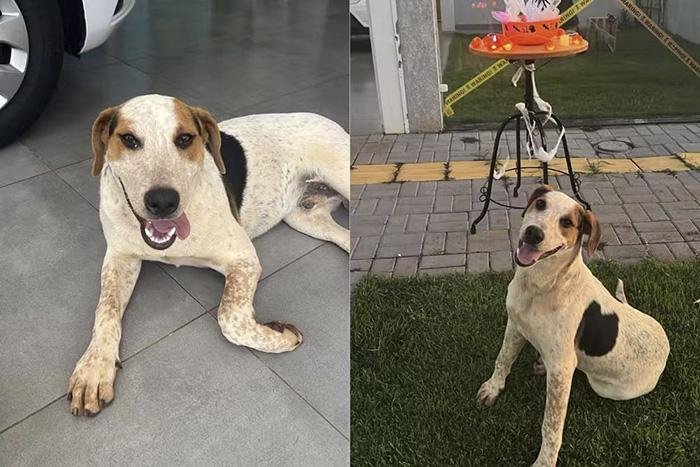 Operação apreende armas durante investigação da morte do cachorro Abacate