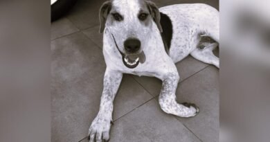 Inquérito identifica Bombeiro Militar como responsável pela morte do cão comunitário Abacate 2026-03-19-17-10-04-apresentacao1