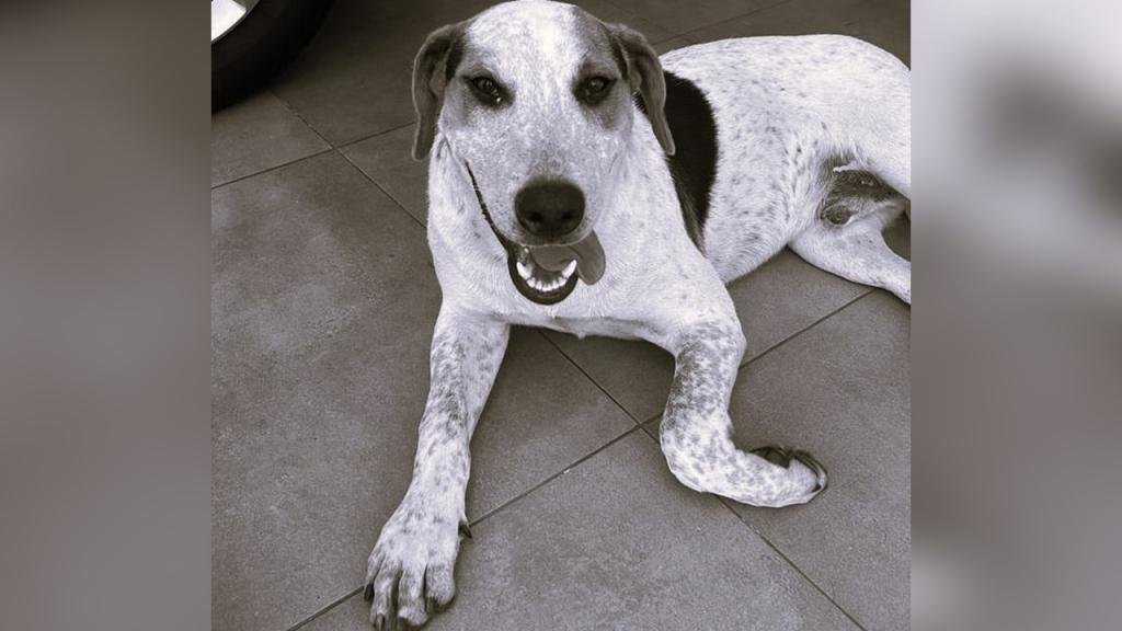 Inquérito identifica Bombeiro Militar como responsável pela morte do cão comunitário Abacate