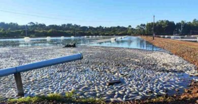Agricultor tem prejuízo de cerca de R$ 9 milhões após queda de energia causar morte de 900 mil kg de tilápias em Tupãssi 369a249dfbbacf_177221034169a1c8a517191